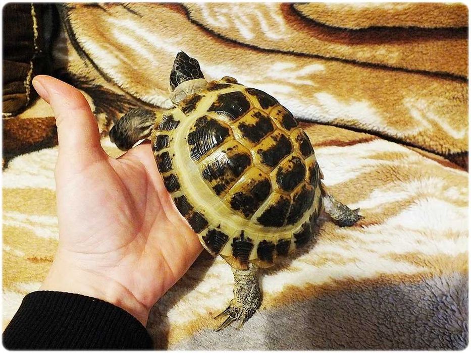 Duże Terrarium z szafką + Żółw / Żółwie z dokumentami i wyposażeniem