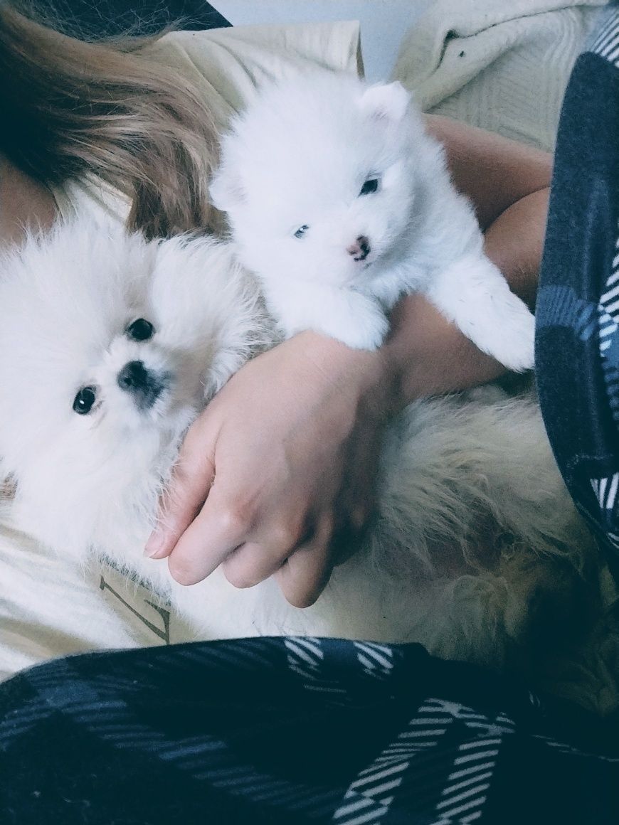 Suczka rasy szpic miniaturowy pomeranian, piesek miś