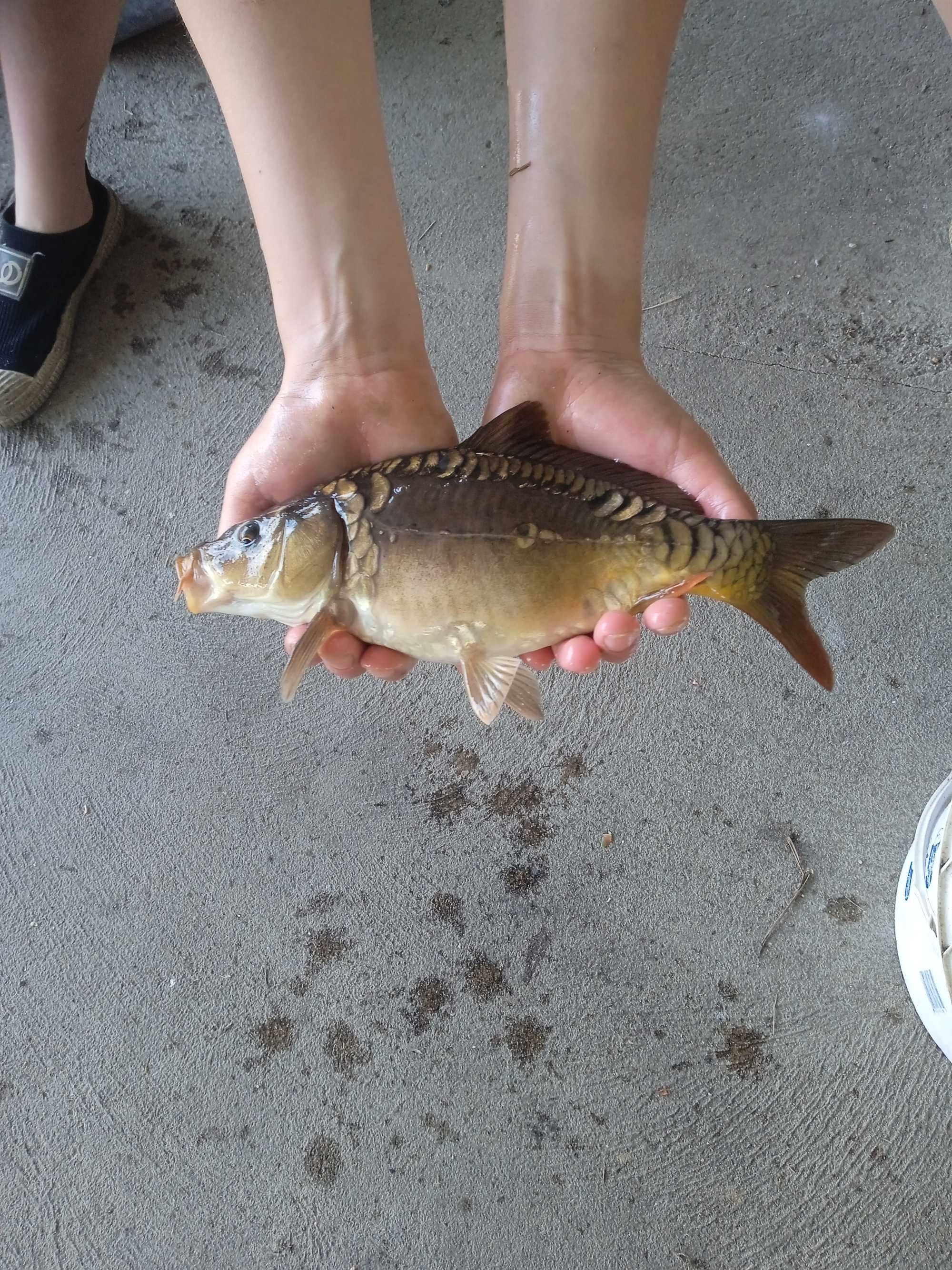 karp kroczek żywiec na sumy