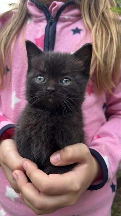 Кошенята в добрі руки