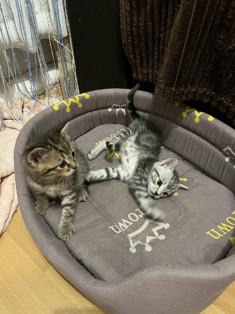Котенята британці