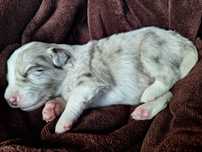 Piesek Border Collie Red Merle