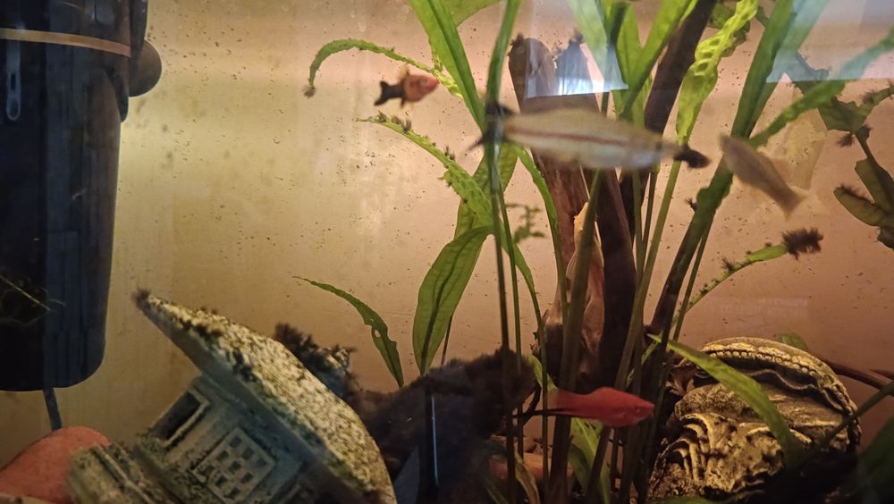 Sprzedam gupiki i mieczyki