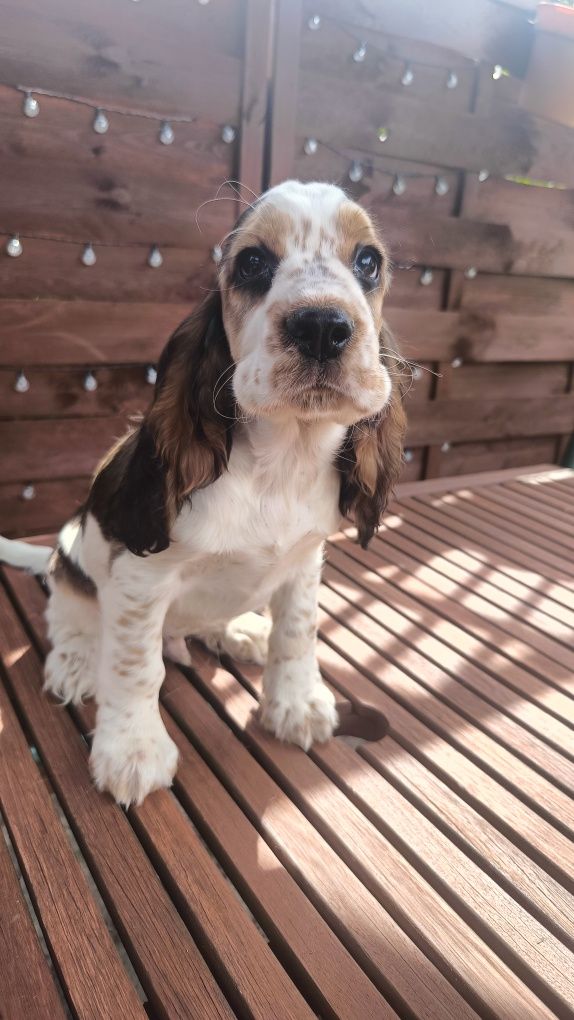 Cocker spaniel angielski