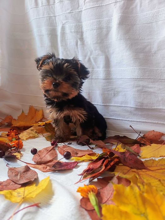 Йоркширський тер'єр