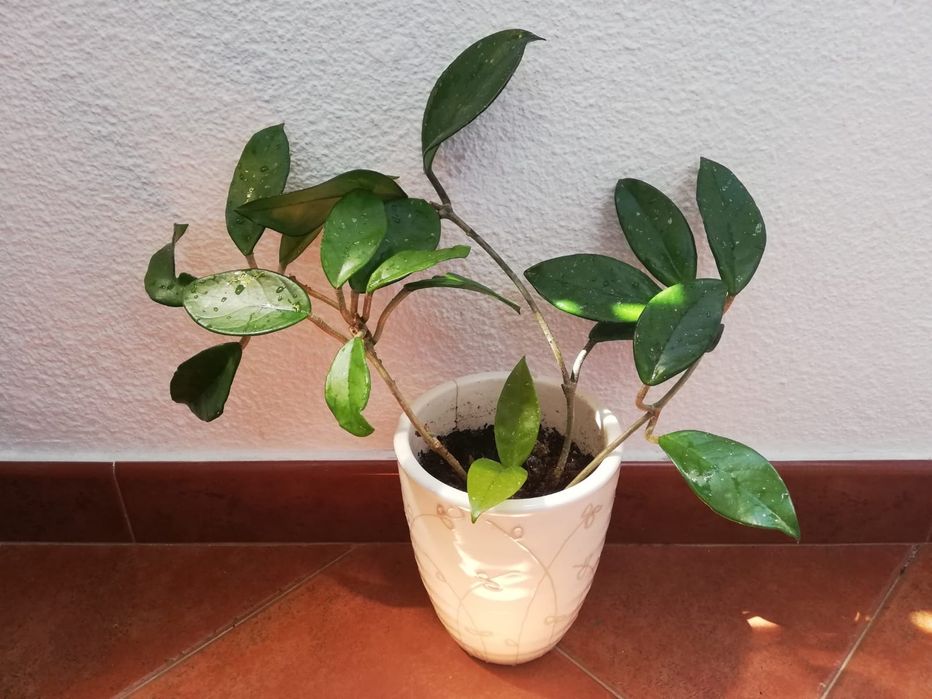 Trepadeira flor-de-cera com 3 pés e mais de 40 cm, em vaso de cerâmica