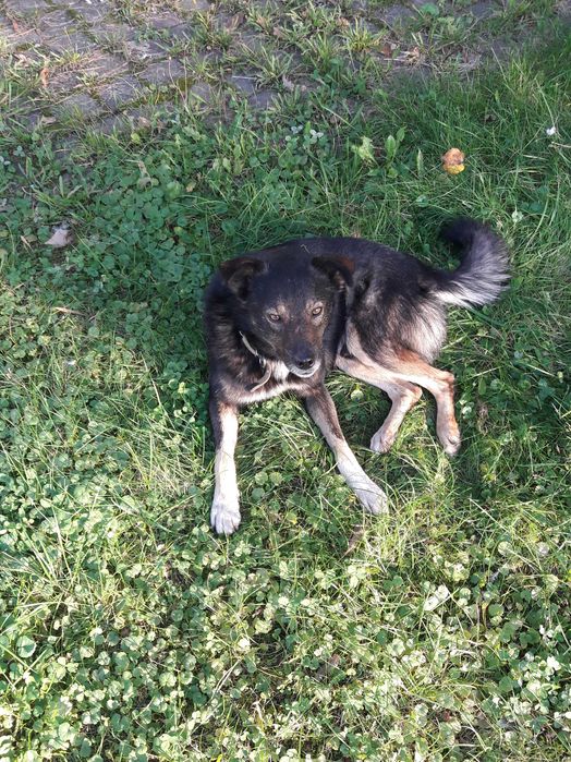 Добрий вірний песик, друг в родину