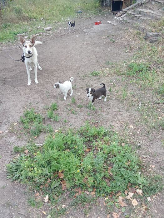 Цуценята в добрій руки