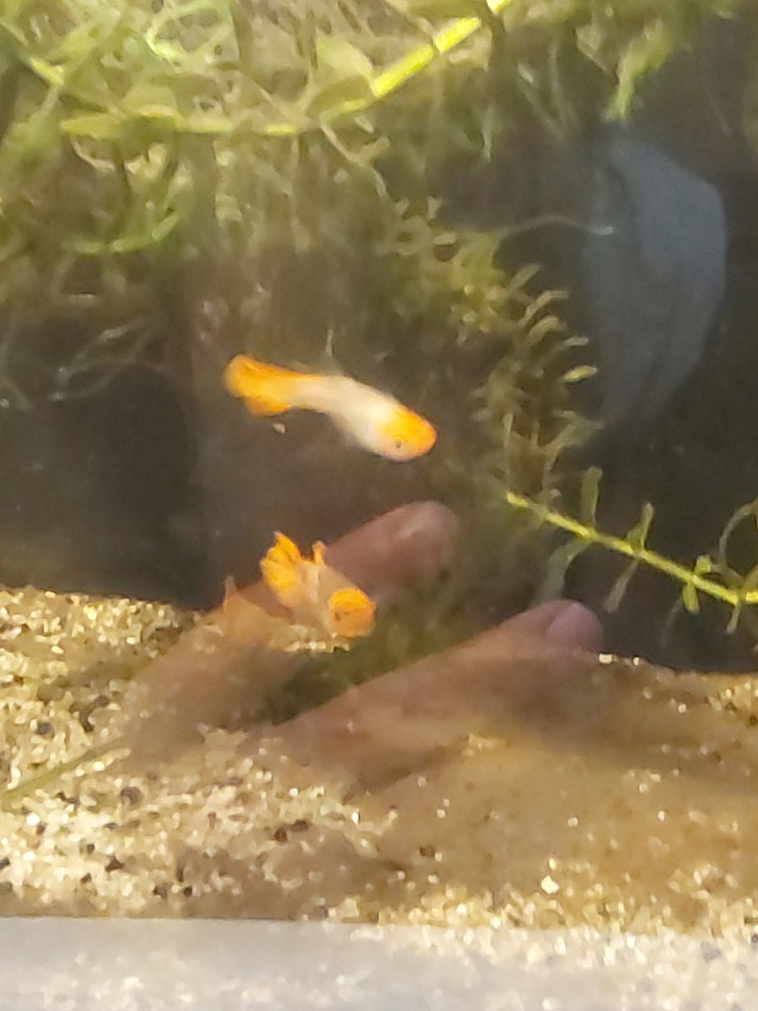 Guppies koi kohaku  jovens