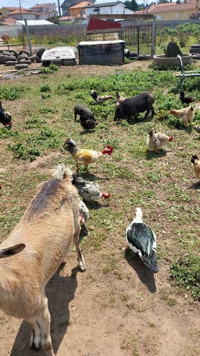Pato caseiro criado no campo