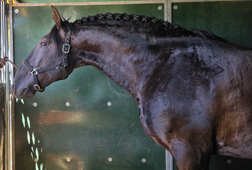 COBRIÇÕES disponíveis PSL 70 pts