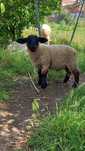 Borrego sulfolk macho