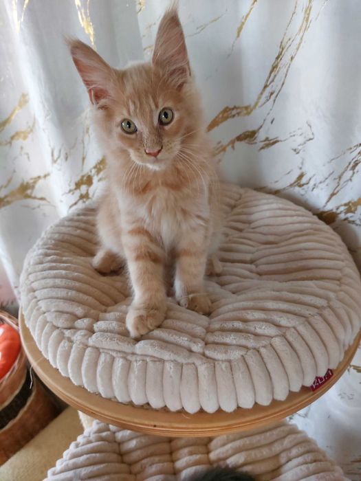 Kot rasy  Maine Coon rodowód FPL