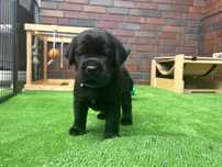 Labrador czarny piesek