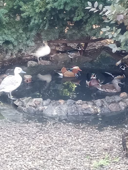 Kaczki ozdobne 2025r