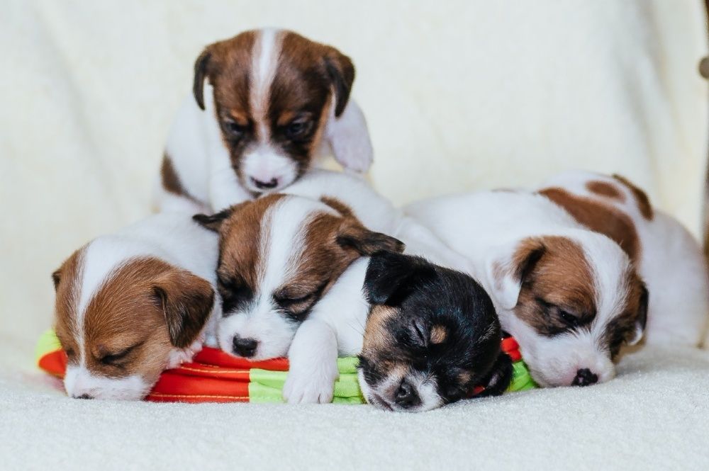 ДЖЕК РАССЕЛ ТЕРЬЕР - титулованный кобель для вязки