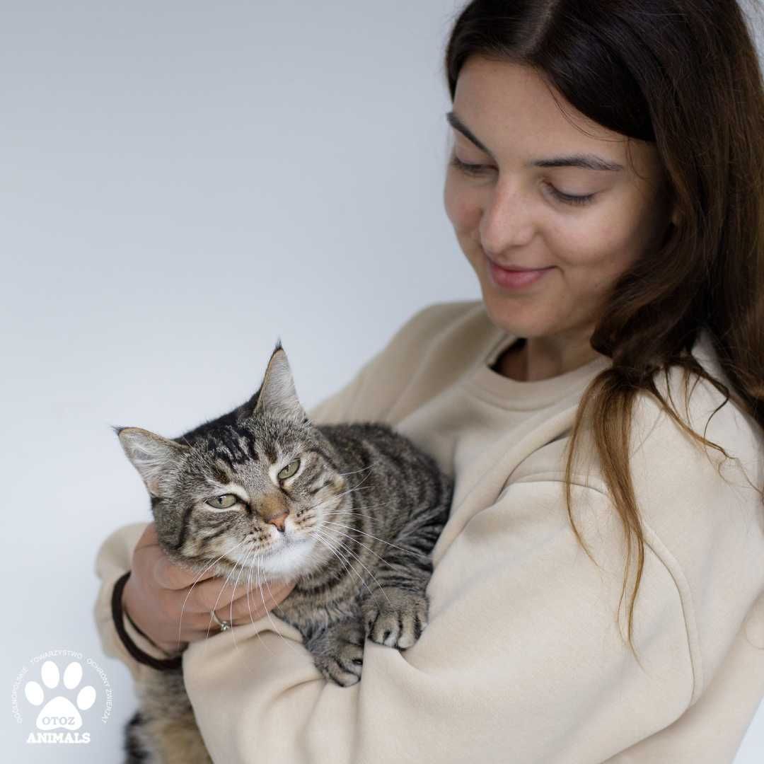 Cudna pręgowana kotka Pamela do adopcji!