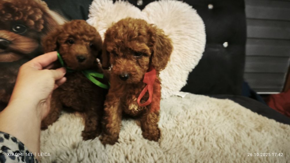 Pudel miniaturowy badania genetyczne(rodzice)