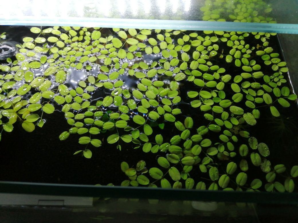 Planta de aquário Red Root Floaters/Riccia/Musgo Pelia/Salvinia Natans