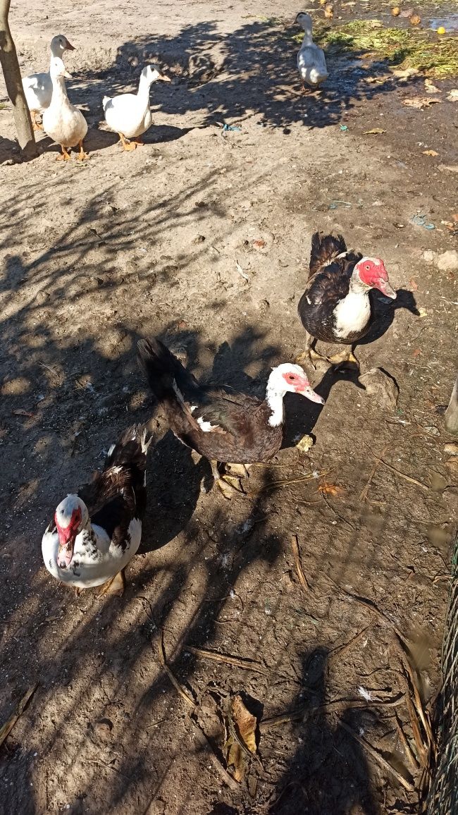 Patos mudos e franceses