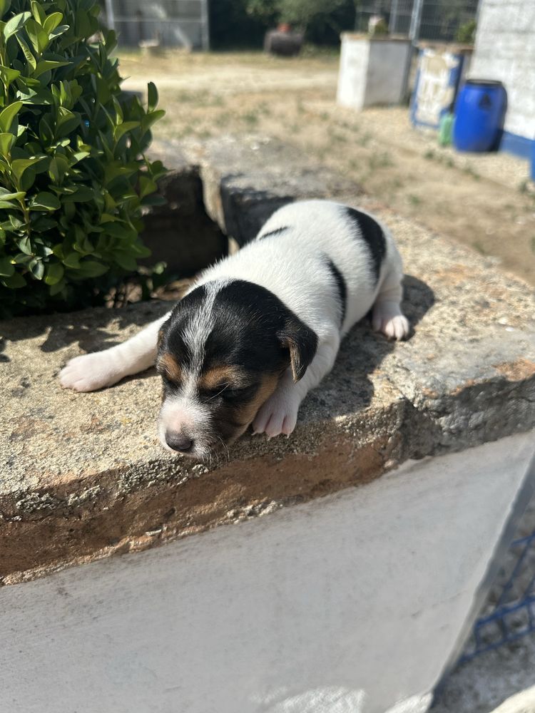 Magnífico menino jack russel