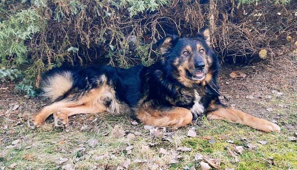 Yogi piękny o wyjatkowym charakterze czeka na dom Małgorzata