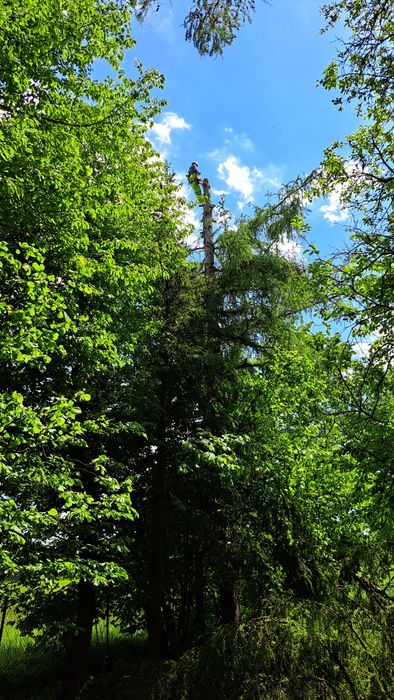 Wycinka i przycinanie drzew Darmowa wycena !!!