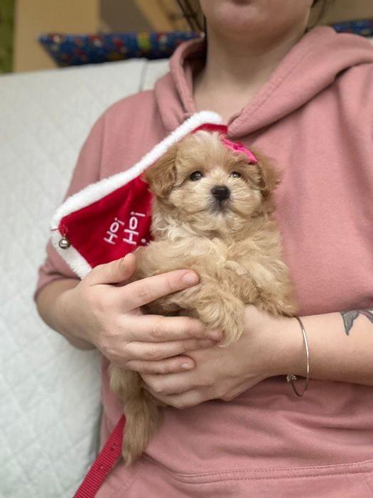 Міні та мікро мальтипу з чіпом ! Є вільні цуценята.  >