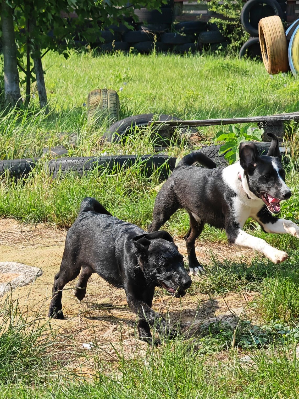 Wenus do adopcji! Sandomierz