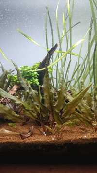 Pés Cryptocoryne