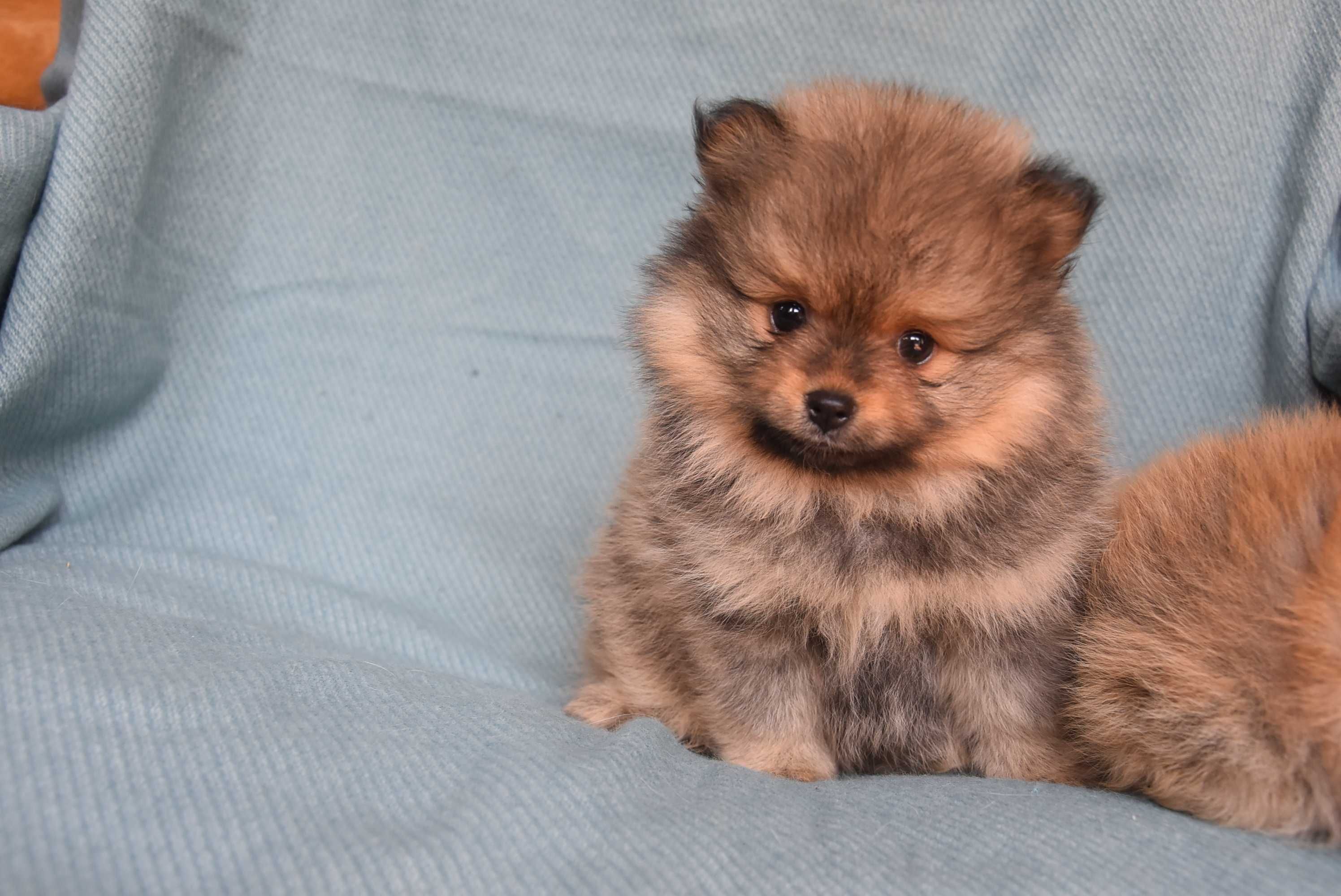 szpic miniaturowy pomeranian