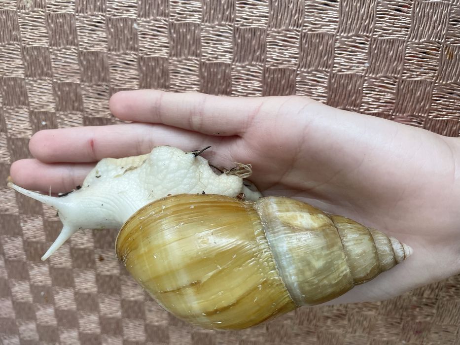 Африканські равлики ахатини