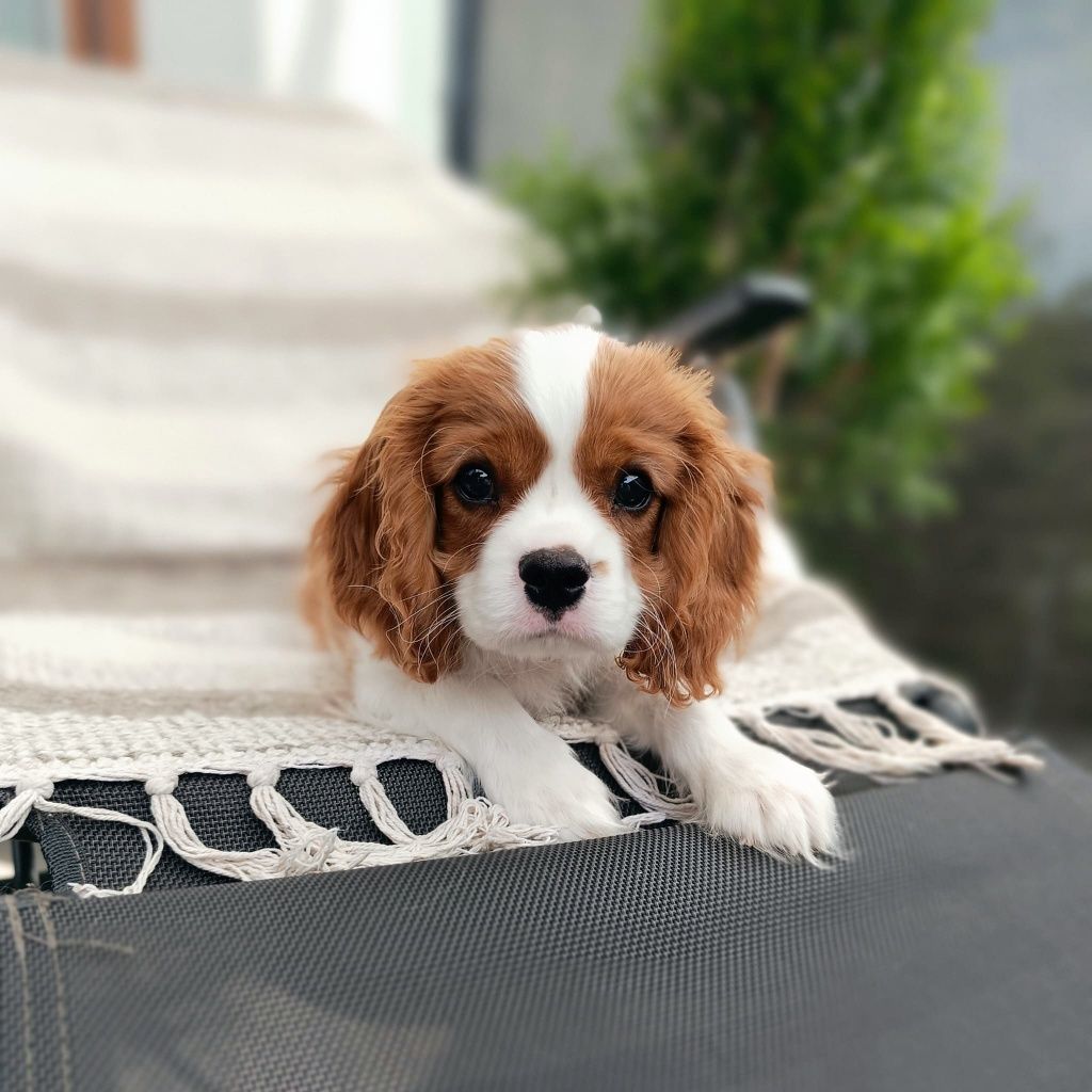 Szczeniaki Cavalier King Charles Spaniel FCI ZKwP