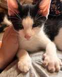 Bonifacy, kocie dziecko do adopcji