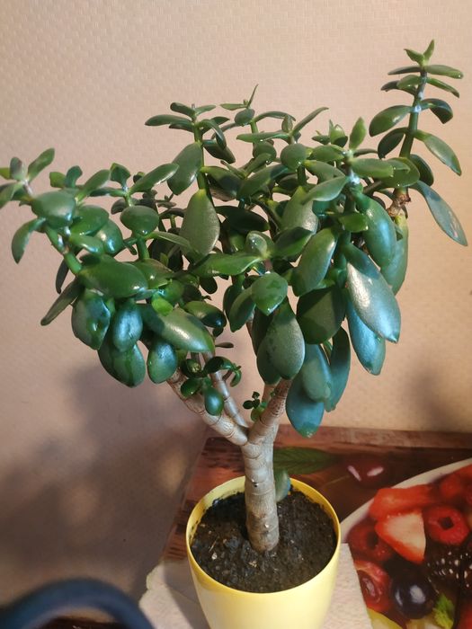 комнат. растен. "Денежное дерево" разных размеров, с горшком -4 года