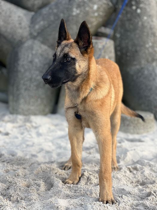 Owczarek Belgijski Malinois ZKwP/FCI pies szczenię