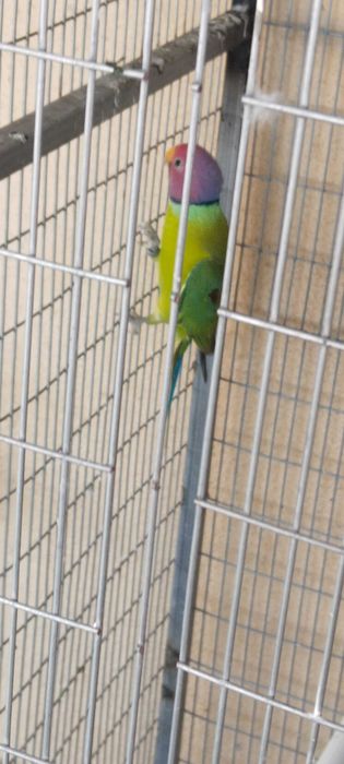 Varias aves de meio porte