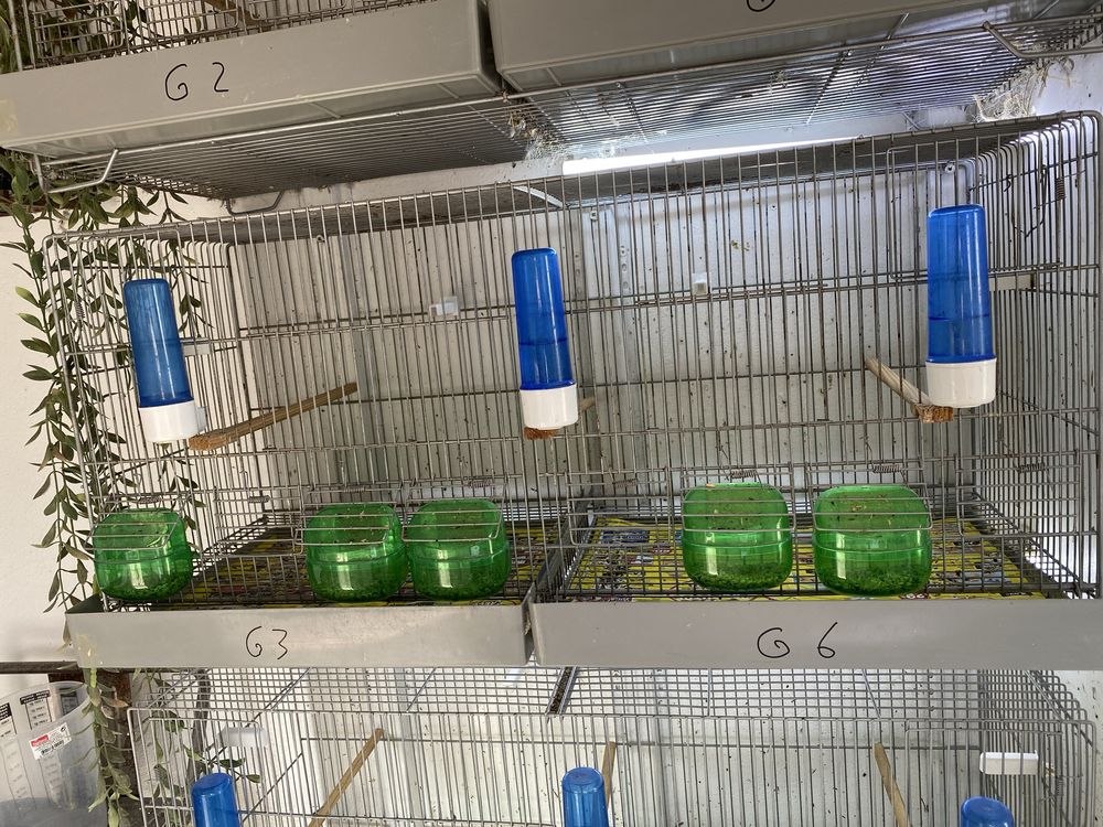 Conjunto de gaiolas para cedencia