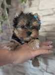 Yorkshire terrier piesek z rodowodem