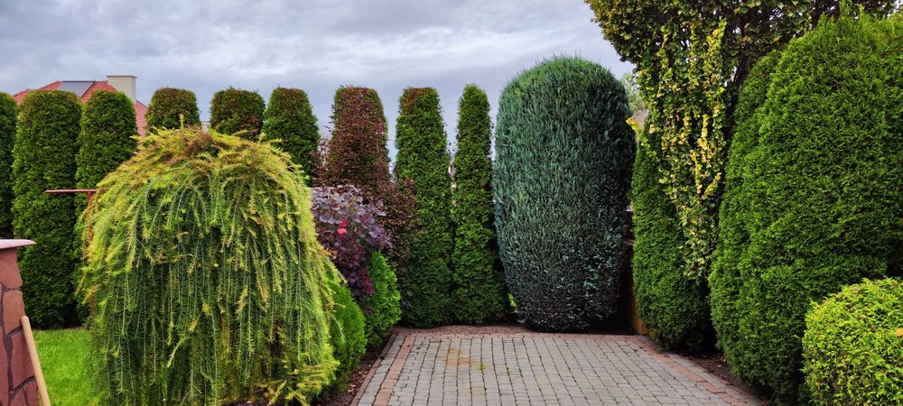 Usługi Ogrodnicze Trawniki Cięcie Przycinanie Thui Tuje