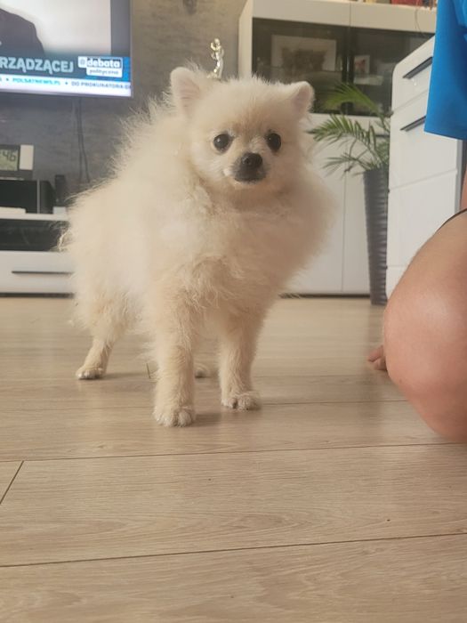 Szpic miniaturowy piesek 9 miesięcy