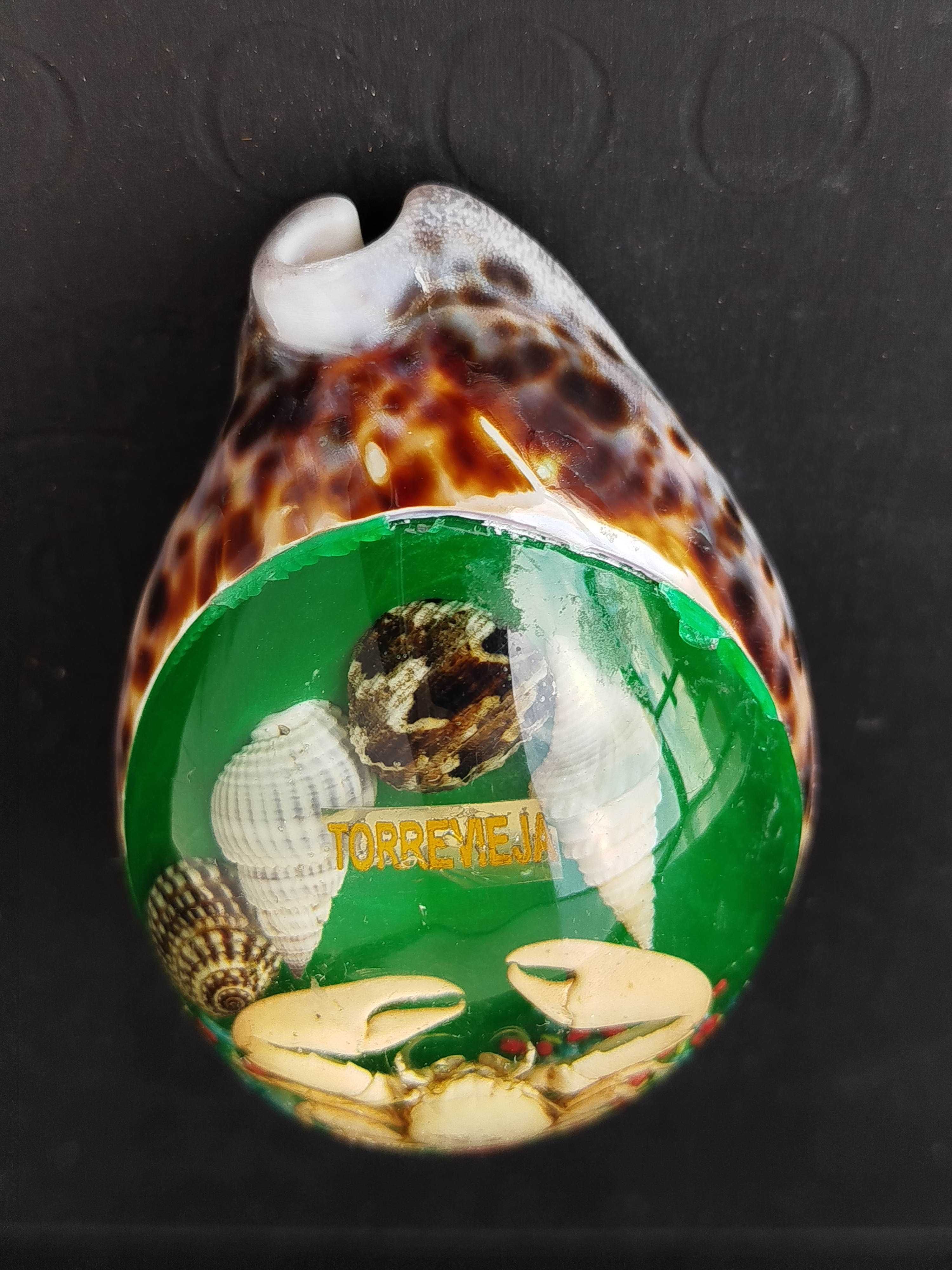 Obciążnik do papieru Torrevieja Hiszpania muszla Cowrie і krab