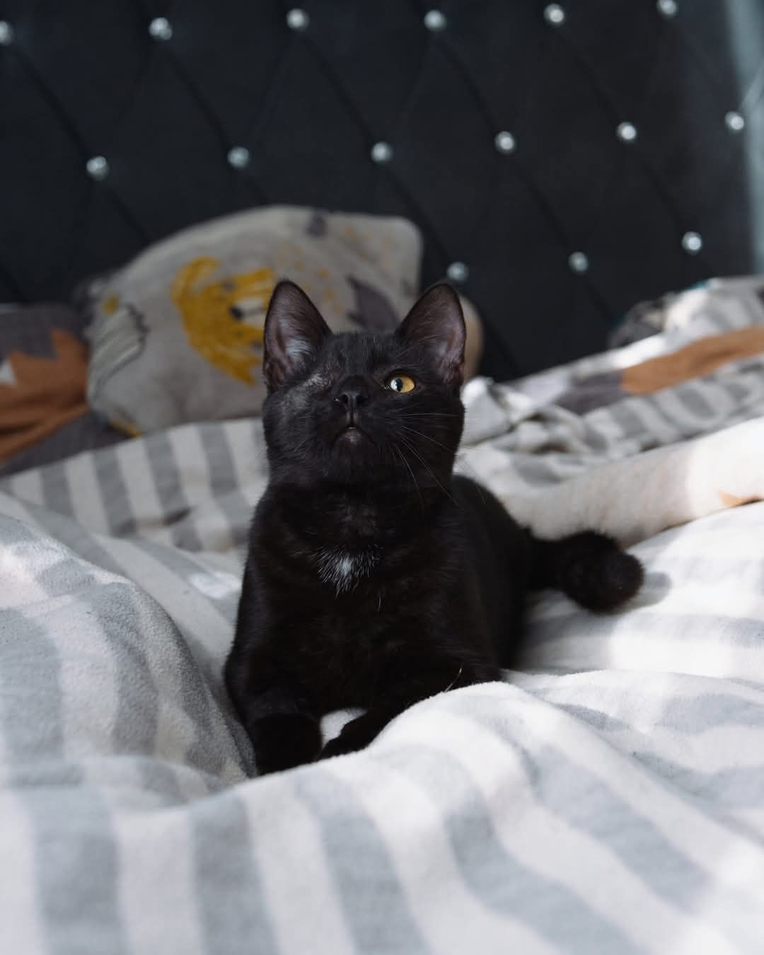 Sztajger kotek jednooczek czarny szuka domu adopcja kot adoptuj