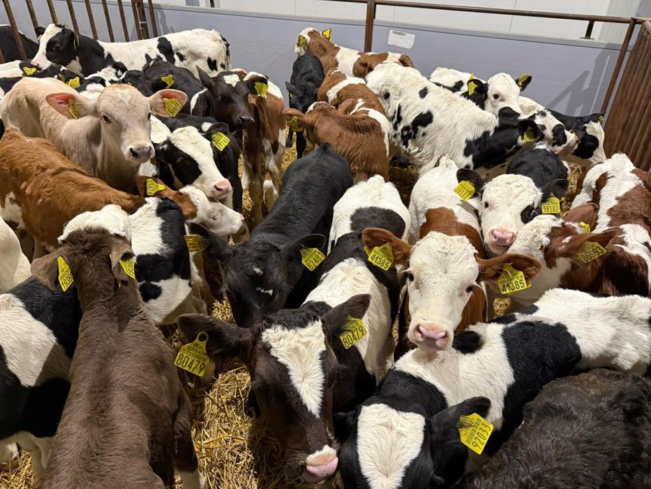 Cielaki cieleta byczki jalowki