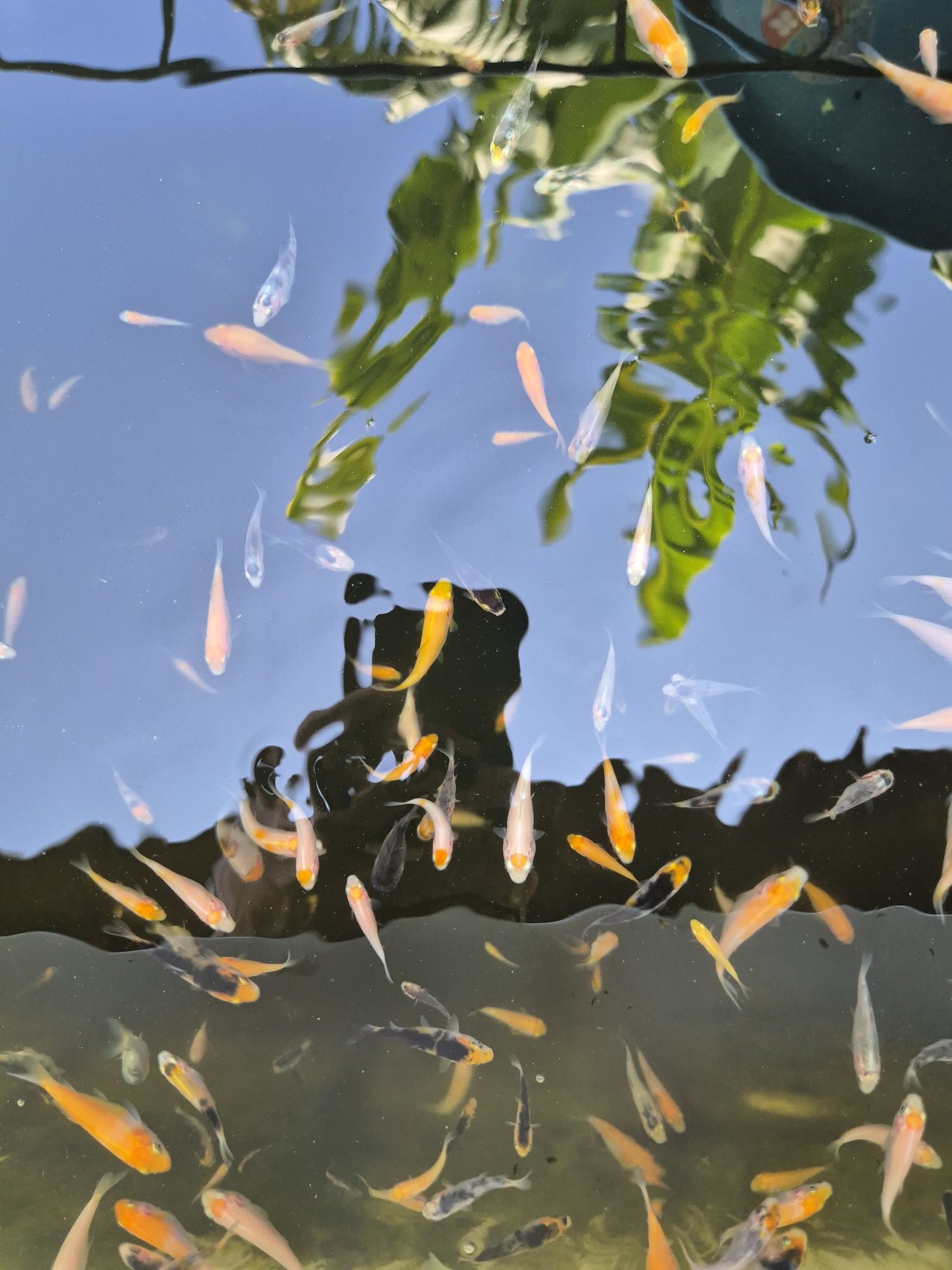 Carpas koi 2 a 3 cm