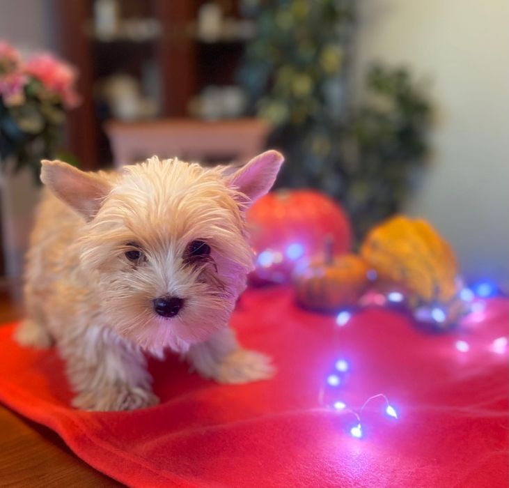 York golddust- szczenię