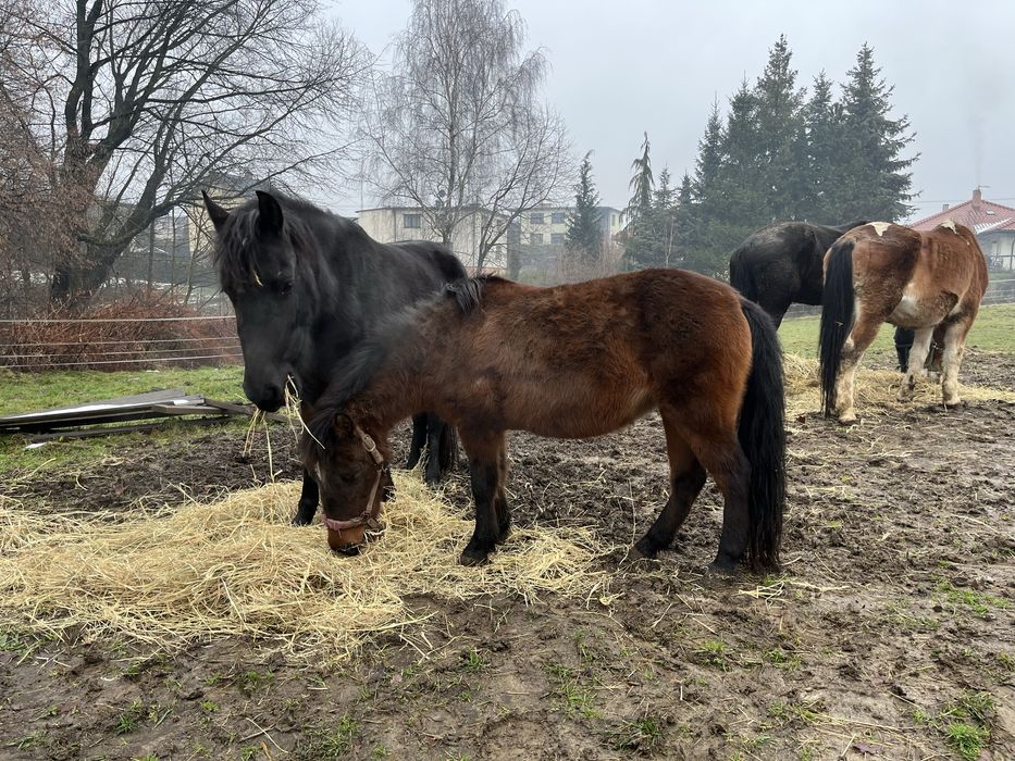 sprzedam dwie klacze