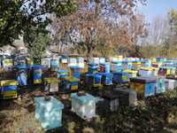 Бджолопакети на продаж, ціна договірна, можливий торг
