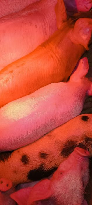 Поросята ф1+Кантор