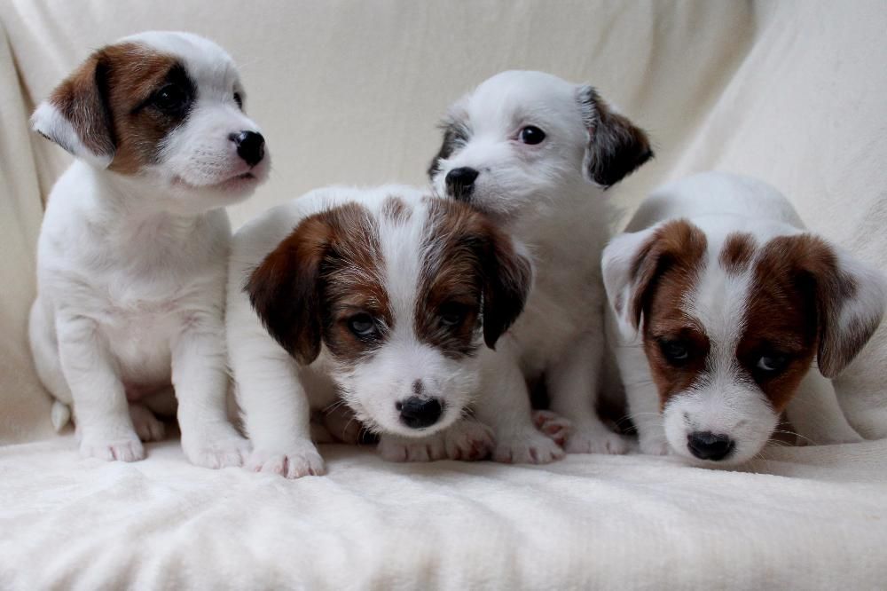 ДЖЕК РАССЕЛ ТЕРЬЕР - титулованный кобель для вязки